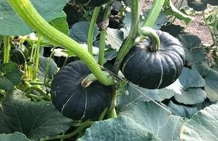 吃瓜香的网红叫什么,揭秘网红背后的故事